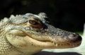 aligator